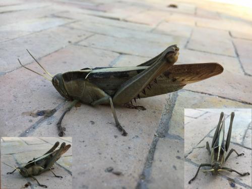 Réf. 197 438 : Acanthacris ruficornis